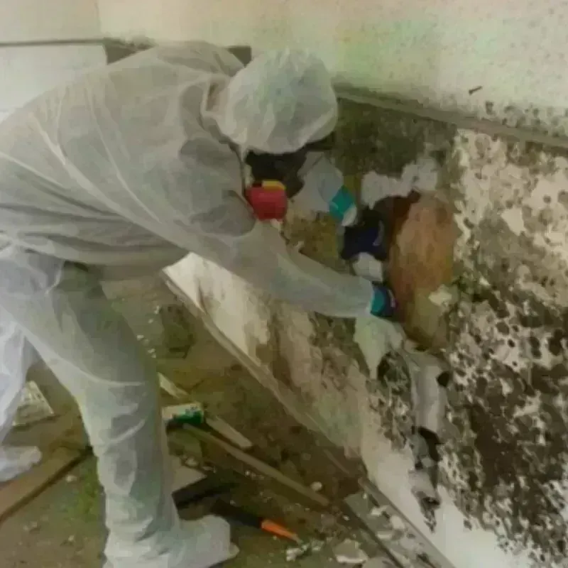 Mold Remediation and Removal in Navy Yard City, WA